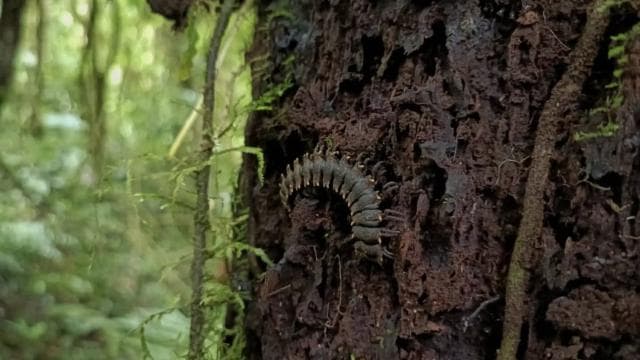 Santa Elena: Private Guided Walk in the Cloud Forest Reserve