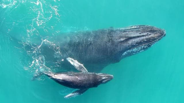 Uvita: Humpback Whales Wildlife Watching
