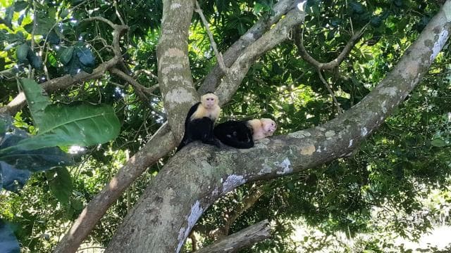 Manuel Antonio National Park Combo Tour from San Jose