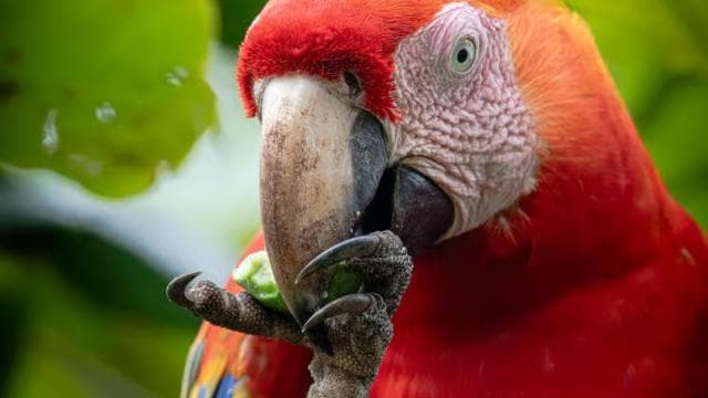 Esquipulas: Manuel Antonio Birdwatching experience