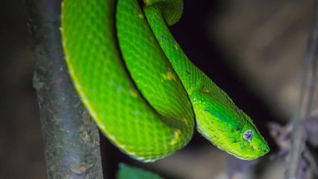 Monteverde: Kinkajou Forest Night Walking Tour