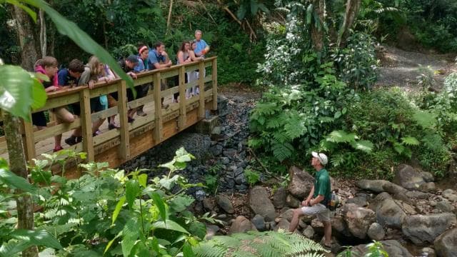 El Yunque Forest: Rainforest Nature Walk at Night Tour