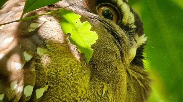 Puerto Jimenez: Corcovado National Park Sirena Day Tour