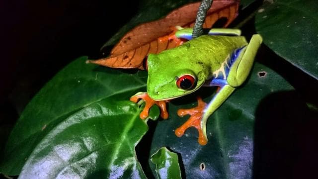 Tortuguero: Night Wildlife Spotting and Jungle Walk