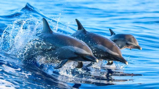 Costa Rica: Dolphin Watching & Snorkelling Private Charter