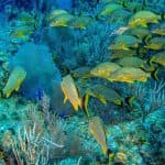 Bayahibe: Snorkeling Tour – Sea, Cotubanama park & Cenotes