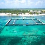 Punta Cana Dolphin Swim Adventure: 40-min Dolphin Experience