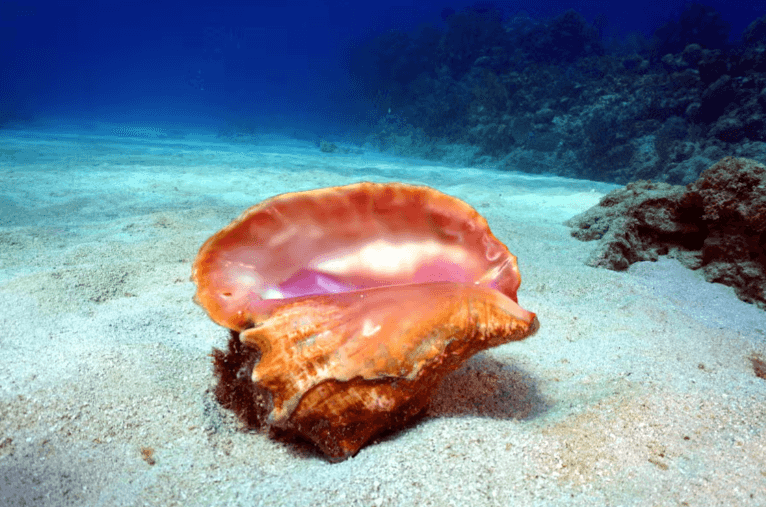 Bay of Pigs Scuba Diving Activity