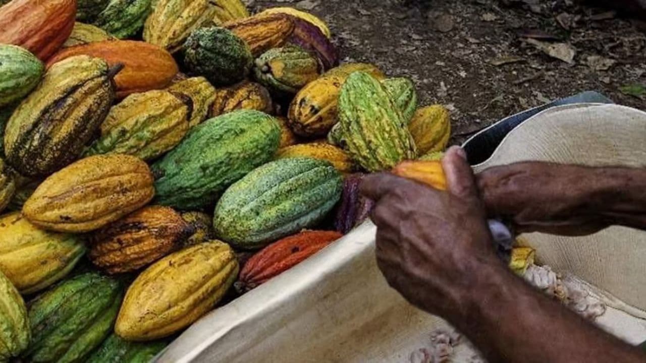 Punta Cana: Higuey, Coffee and Cocoa Tasting Tour with Lunch