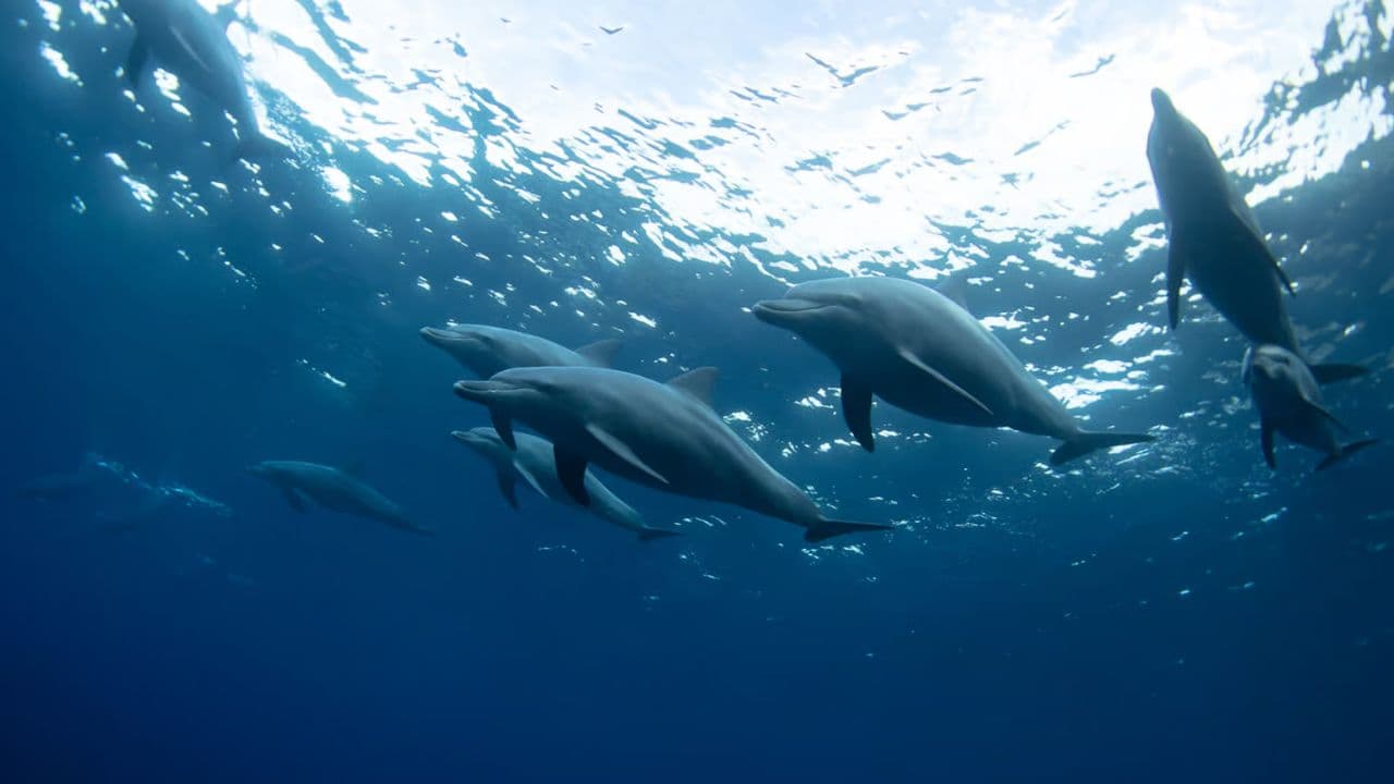 Punta Cana: Dolphin Discovery Swims and Encounters