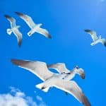 From Punta Cana: Saona Island Full Day Trip with Lunch