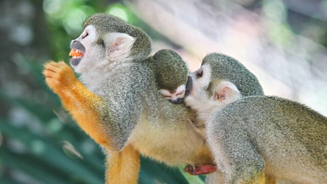 Puerto Plata: Monkeyland and Zip-Line Adventure
