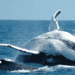 Whale Watching + Cayo Levantado Freedom