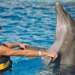 Punta Cana: Swim with Dolphins in the Pool