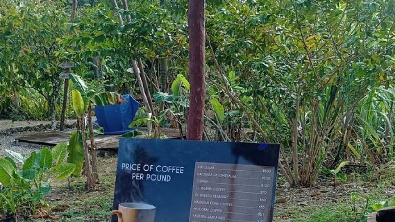 Punta cana: 3 hour panoramic with artisan market small group