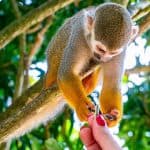 From Bayahibe: Half Day Monkeyland Safari