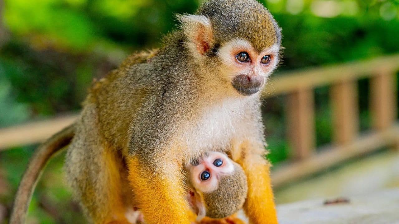 Punta Cana: Monkeyland and Plantation Tour