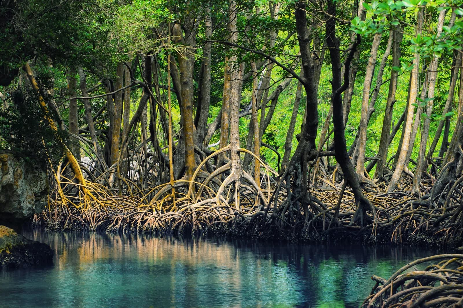 Kayaking, Hiking & Ferry Eco-Adventure to Los Haitises National Park From Samana