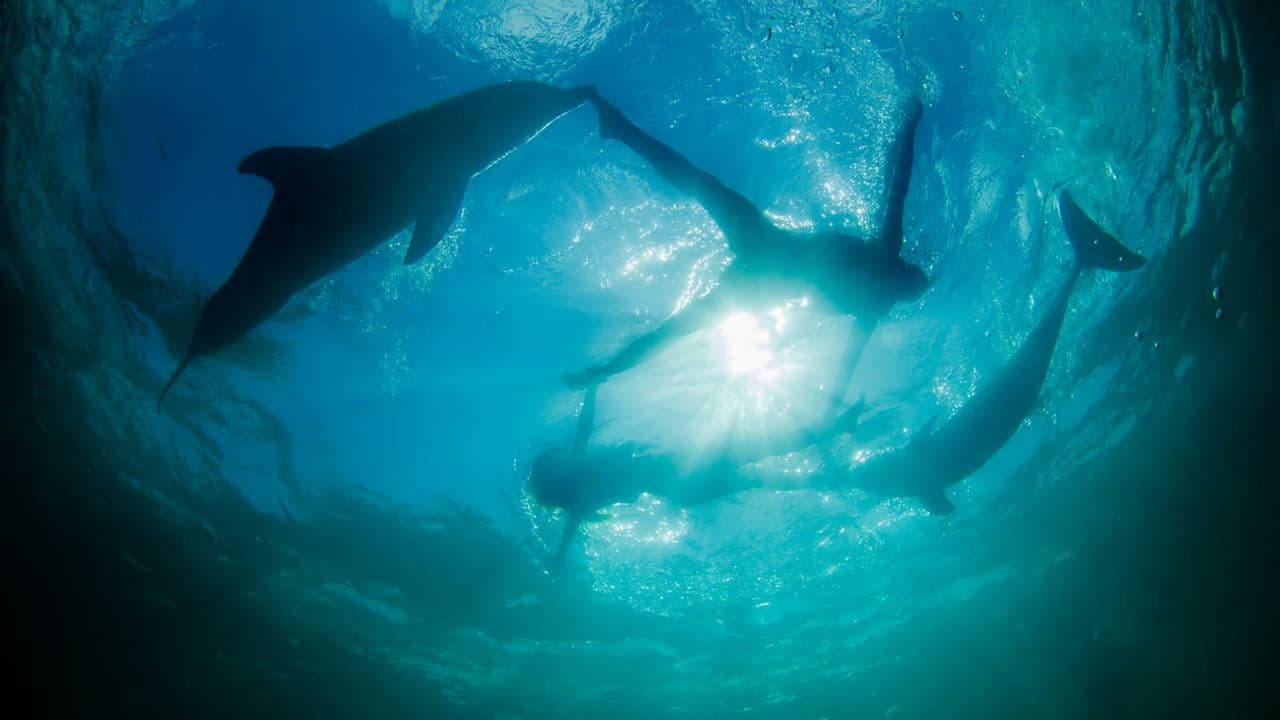 Punta Cana: Dolphin Explorer Swims and Encounters