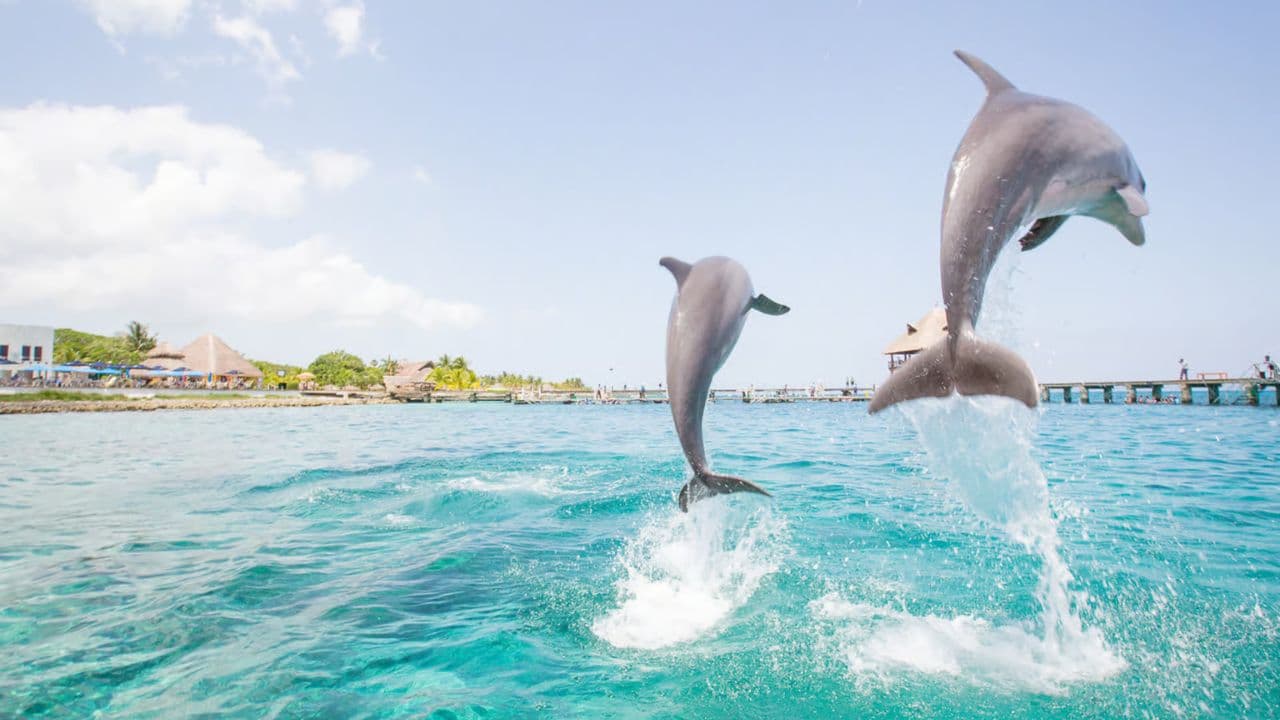 VIP Swim with Dolphins at Ocean World Puerto Plata