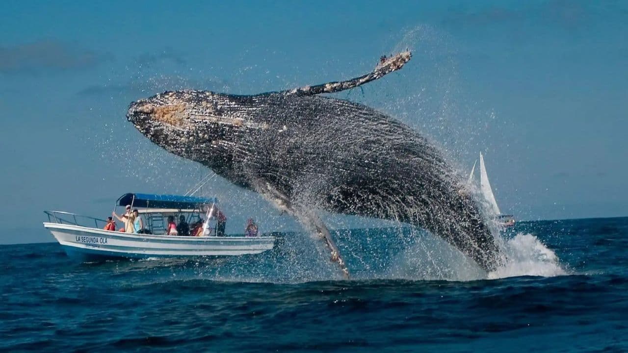 Samana: City Tour + Whale Watching + Cayo Levantado