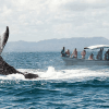From Punta Cana: Samana Cayo Levantado Whales
