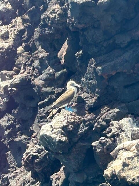 Day tour to Pinzón Island and La Fé/Palmitas Bay with snorkeling and fishing
