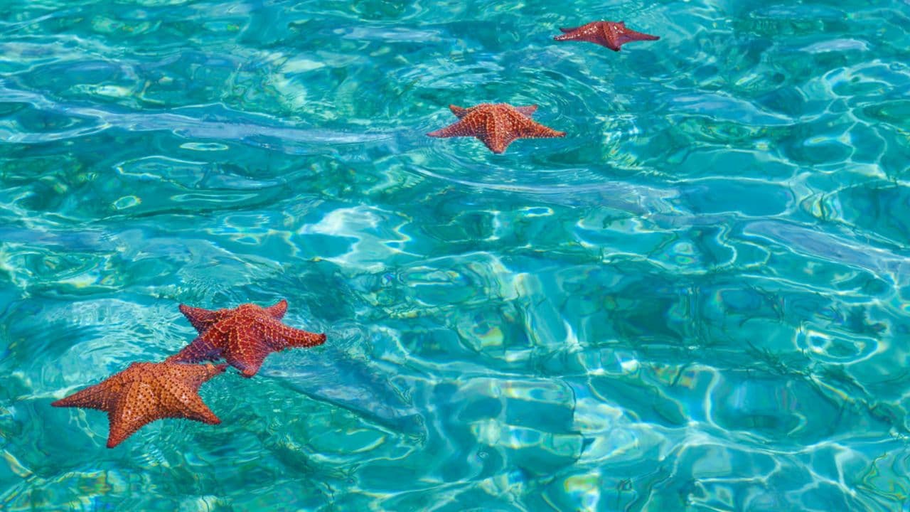 Punta Cana: Full Day Excursions Samana Island Bacardi