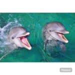 Punta Cana: Dolphin Explorer Swims and Encounters