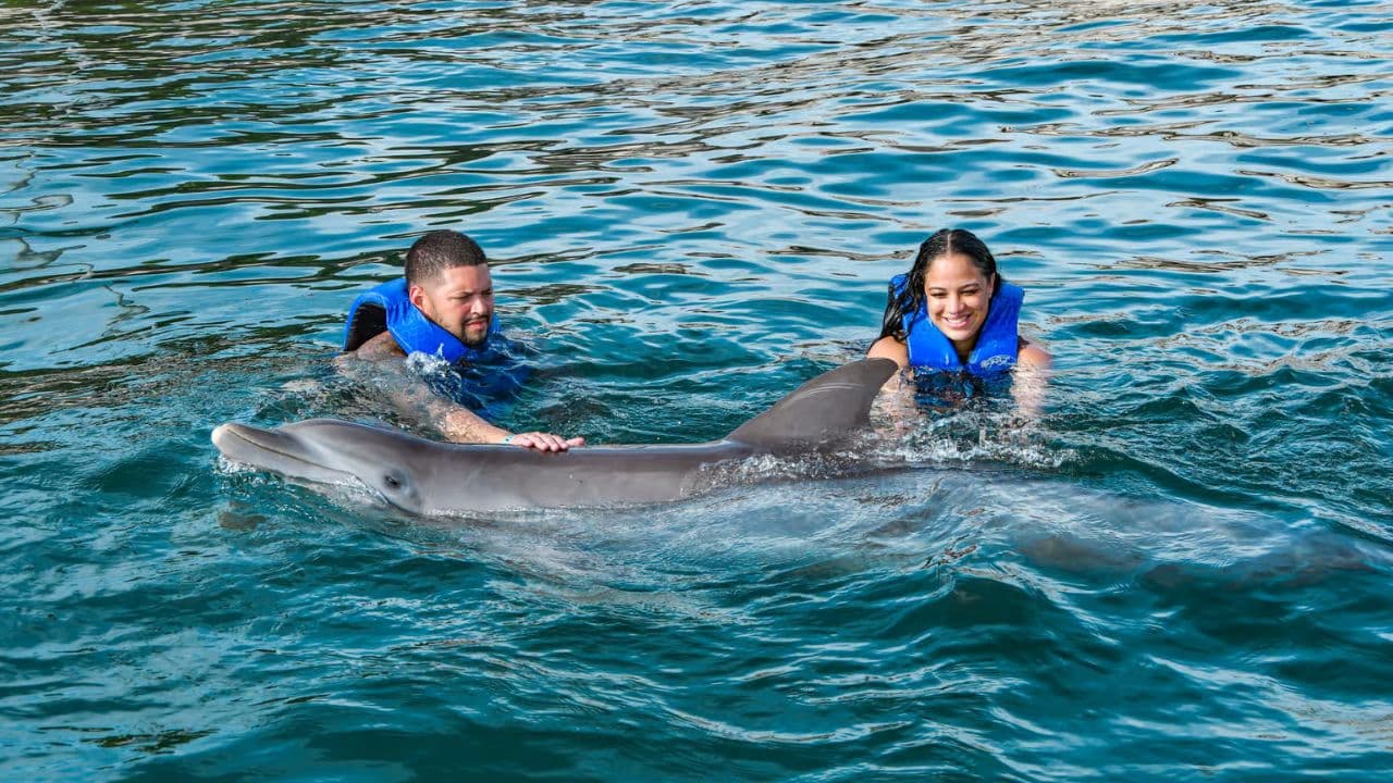 VIP Swim with Dolphins at Ocean World Puerto Plata