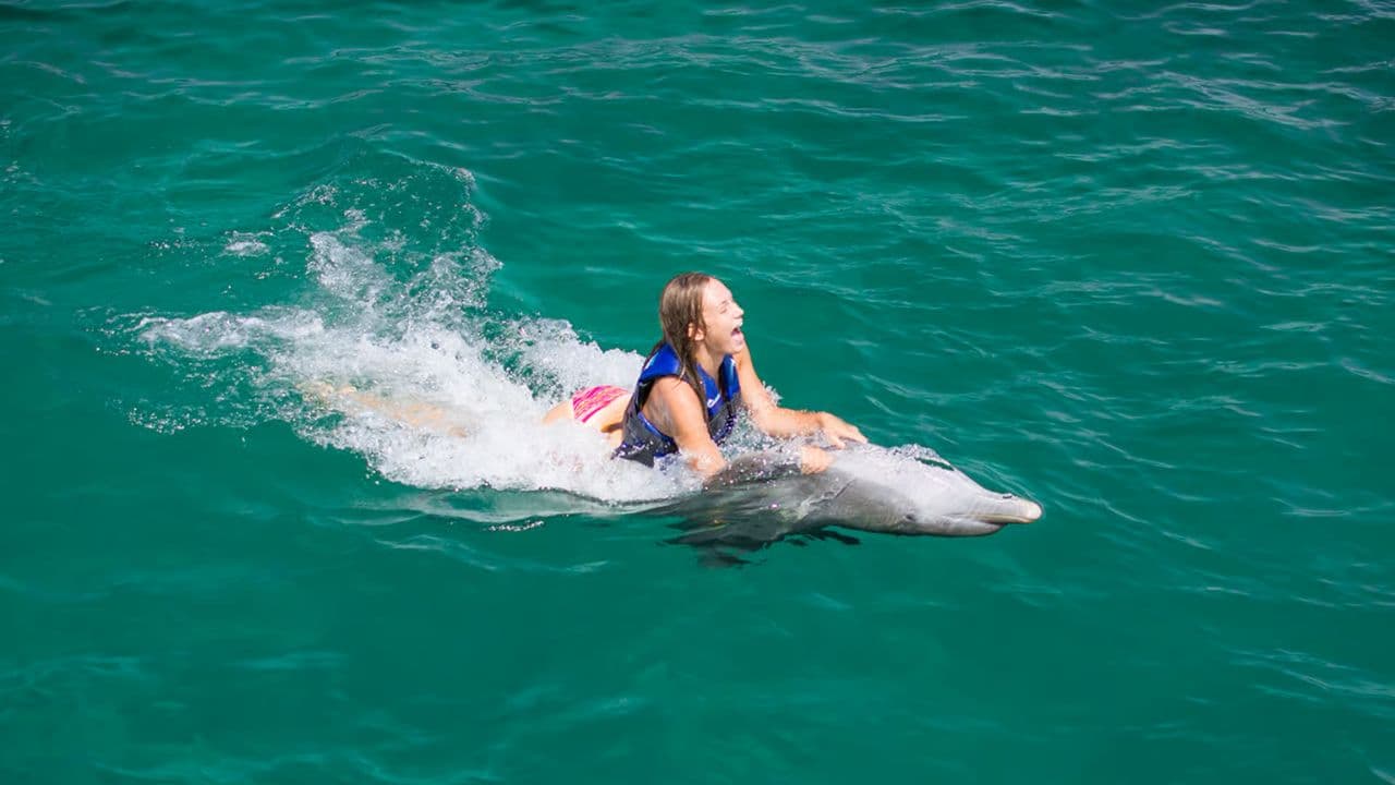 Punta Cana: Swim with Dolphins in the Pool