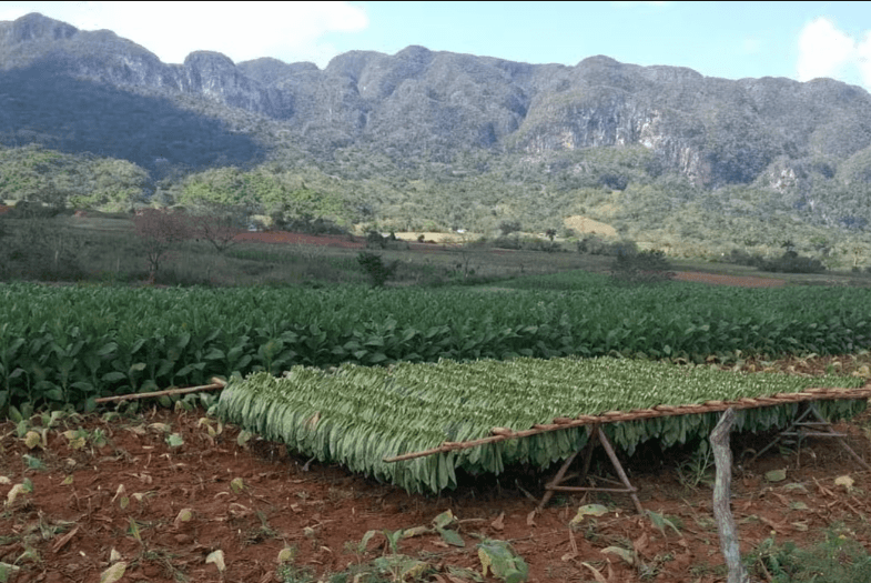 Viñales Tobacco Tour