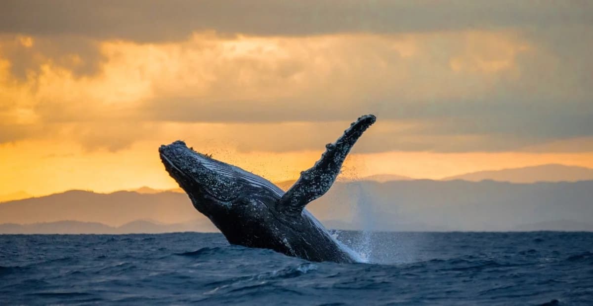 Whale Watching from Uvero Alto and Cayo Levantado (Bacardi Island)
