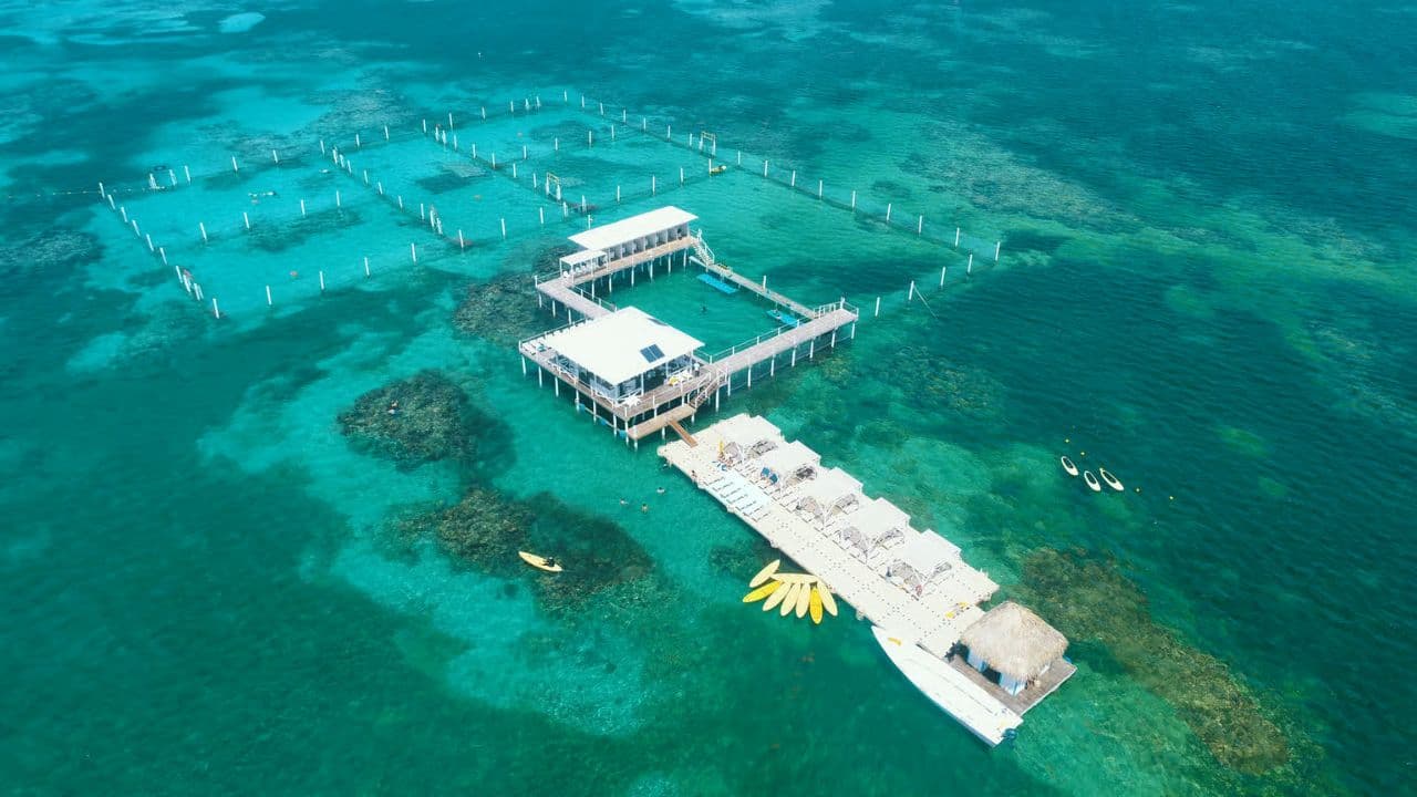 Punta Cana: Dolphin Experience in the Sea