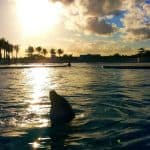 Punta Cana: Dolphin Discovery Swims and Encounters