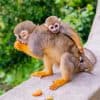 From Bayahibe: Half Day Monkeyland Safari