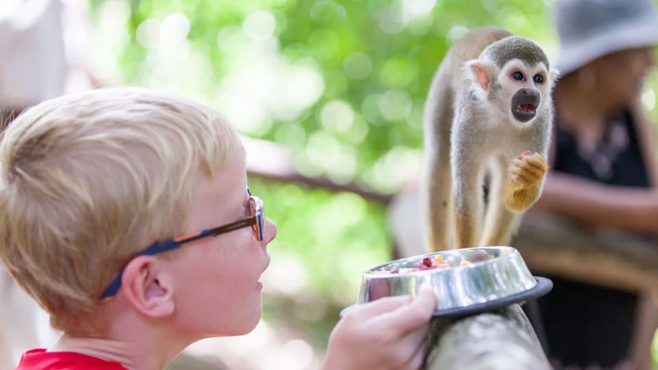 Puerto Plata: Monkeyland and Zip-Line Adventure