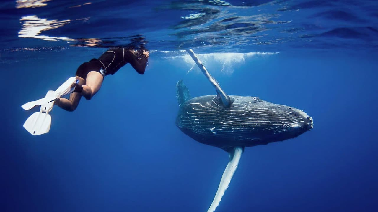Half-Day Whale Watching Tour in Miches – Unforgettable Marine Adventure