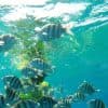 Snorkeling Tour & Sosua Beach Day