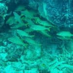 Scuba Doo: Discover Punta Cana’s Marine Life In a Fun Way
