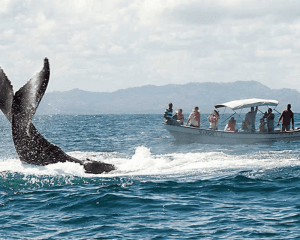 From Punta Cana: Samana Cayo Levantado Whales