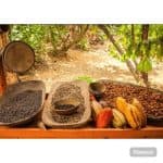 From Bavaro: Half-Day Buggy Tour with Pickup