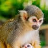 Samaná: Monkeyland and Open-Air Safari Truck Tour