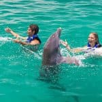 Dolphin Swim in Punta Cana – Best 60-min Dolphin Discovery