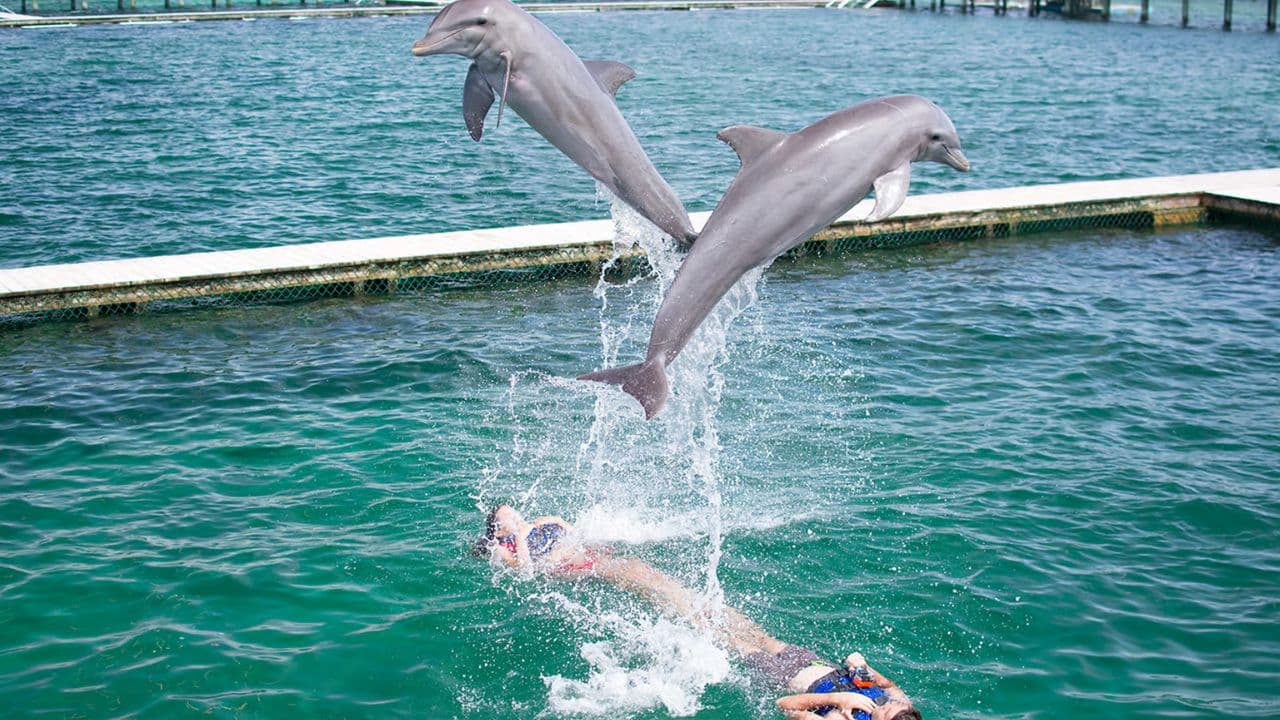 Punta Cana: Dolphin Explorer Swims and Encounters