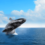 Punta Cana: Samaná Tour with Horse Ride, Cruise, and Lunch