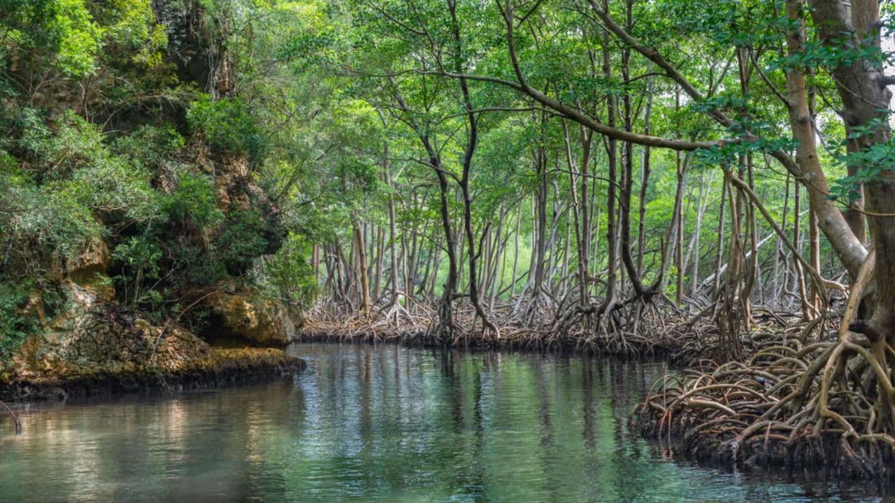 Discover Los Haitises National Park with Delicious Lunch