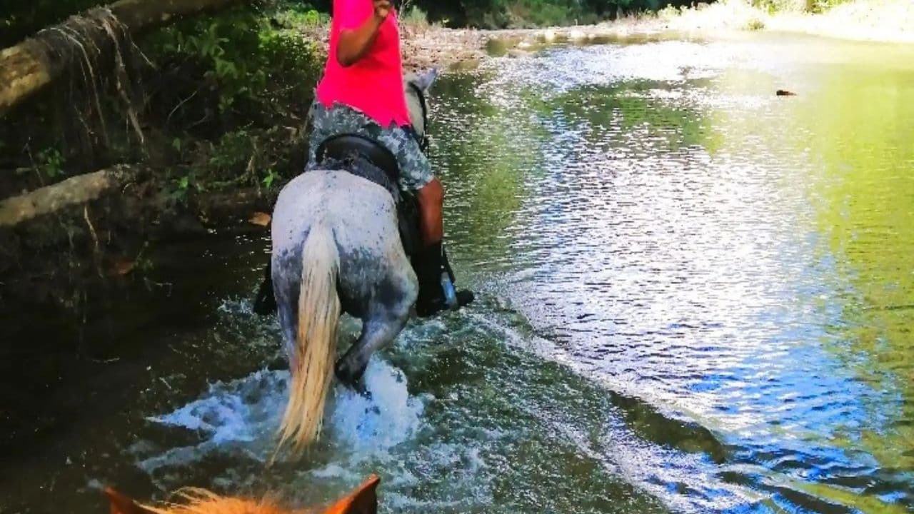 From Puerto Plata: Horseback ride along the mountain river
