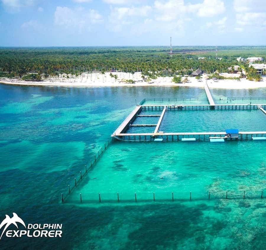 Punta Cana Dolphin Experience: 50 Minutes of Water Fun
