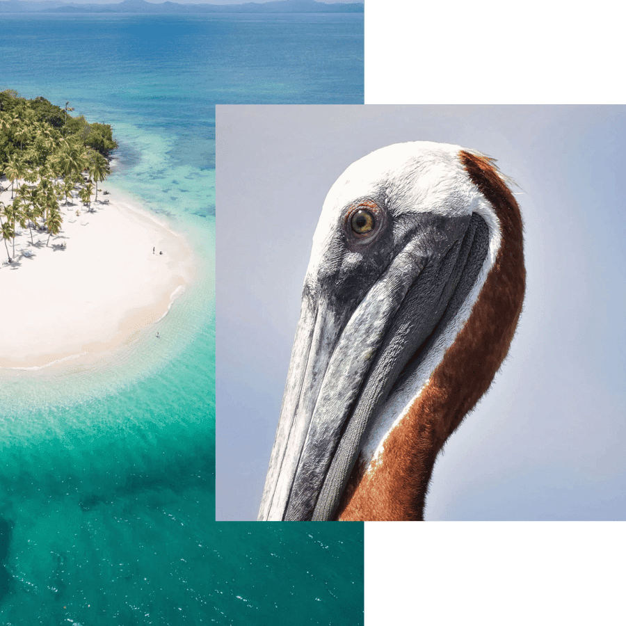 Catalina Island snorkeling Dominican Republic